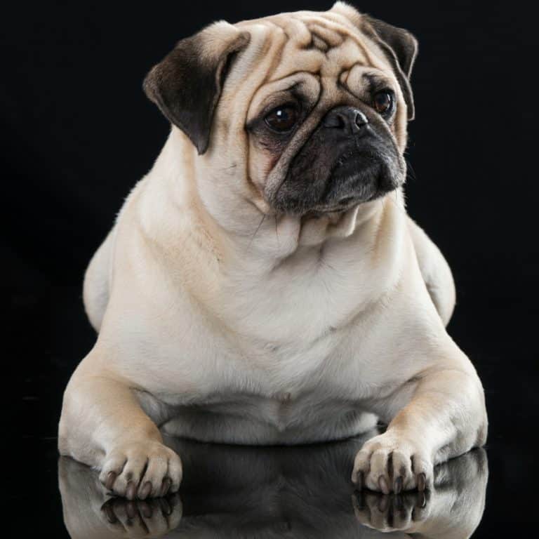 Is your pet fat