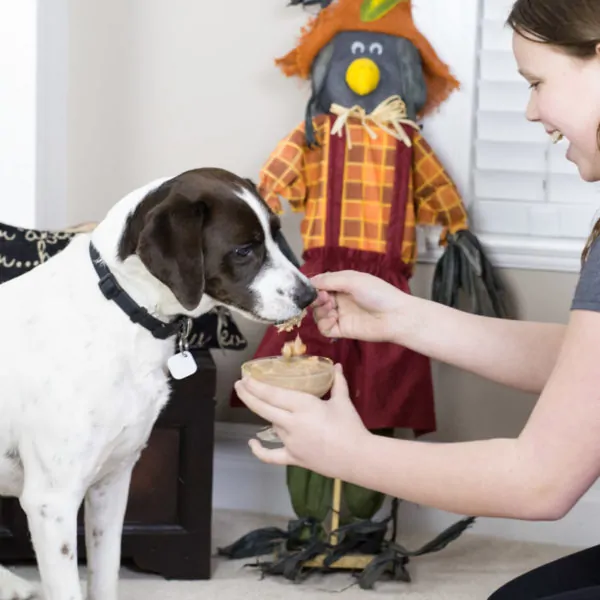 A Holiday Feast for Your Pets