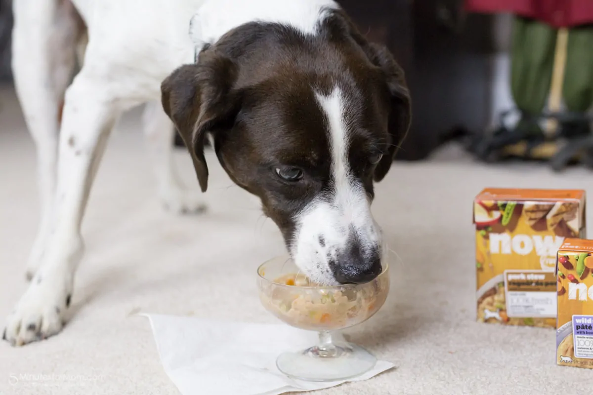 fresh natural dog food