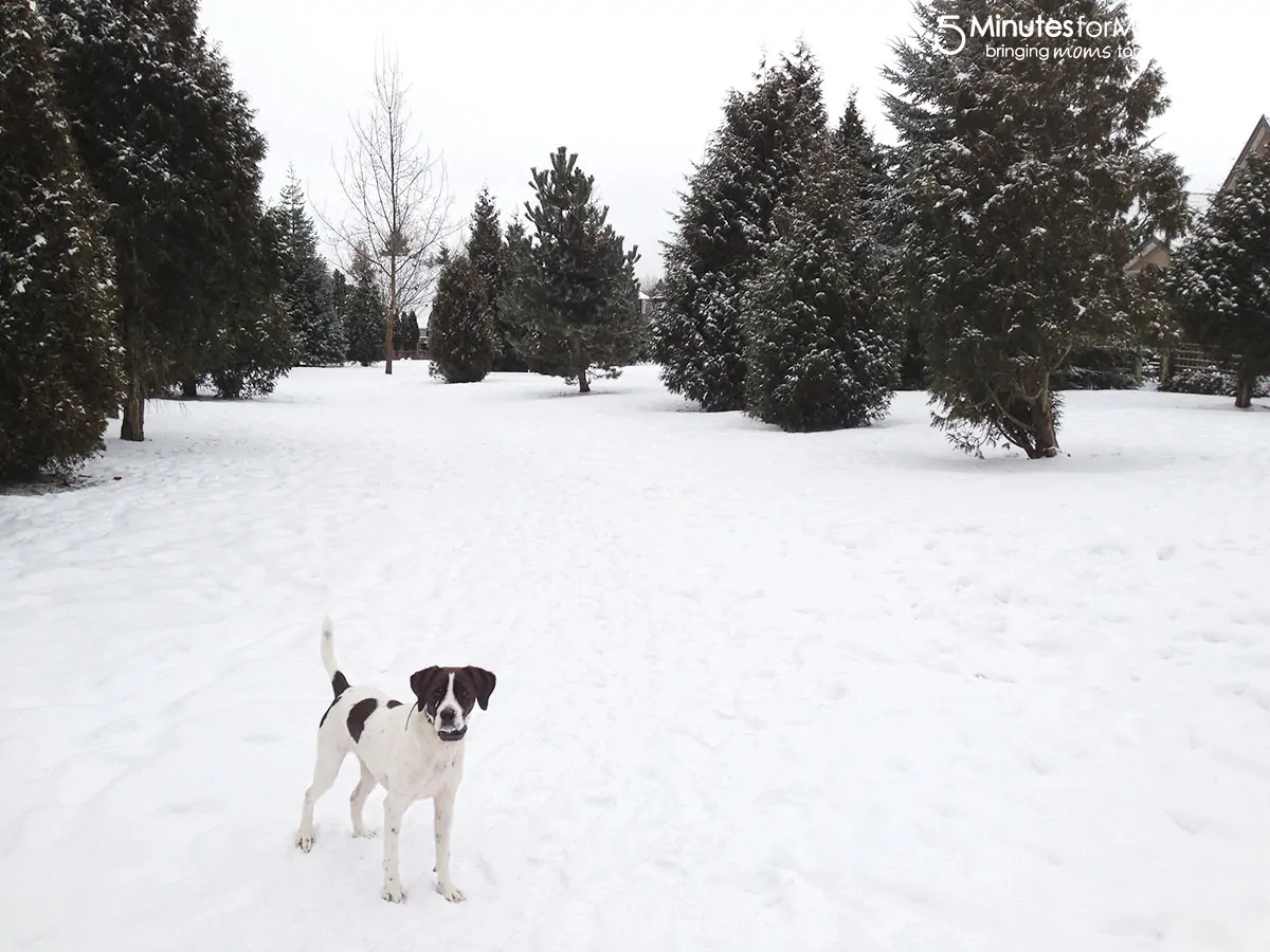 protect your pet from winter weather