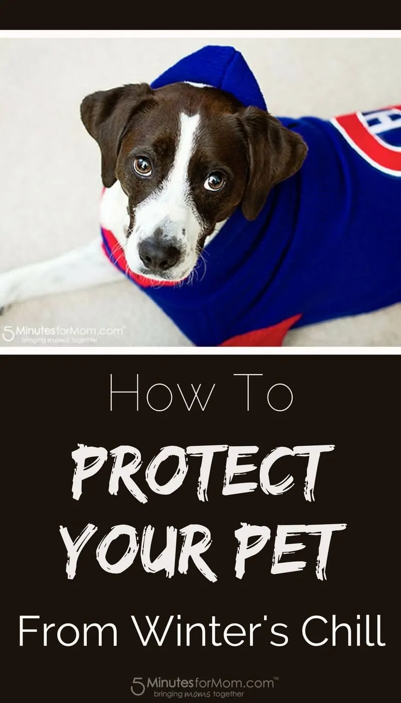 How To Protect Your Pet from Winter Weather