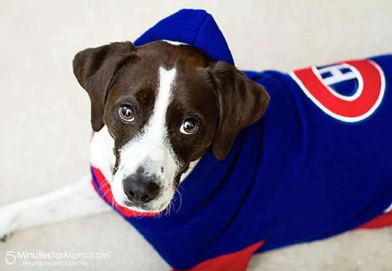 Protect Your Pet From The Cold