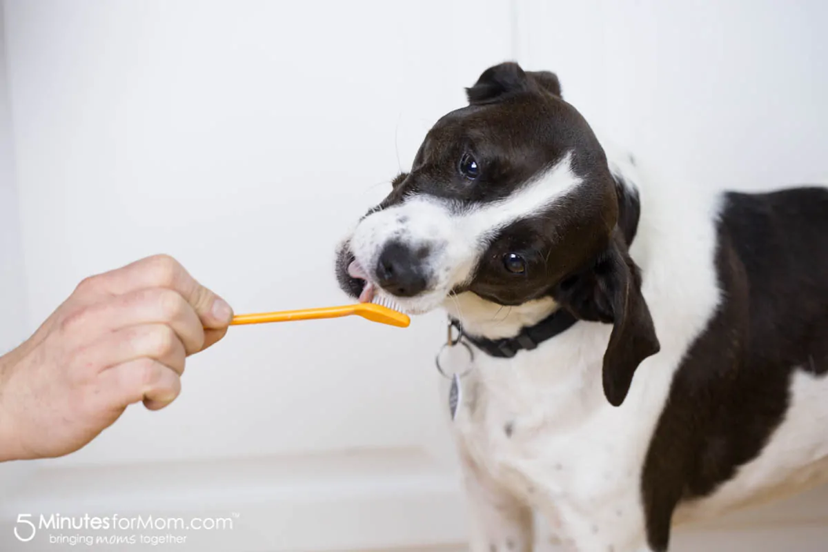 How to clean your dogs teeth