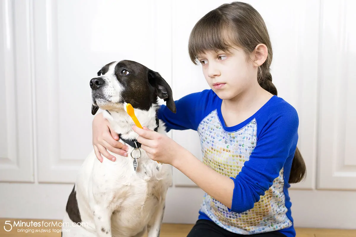 How to clean your dogs teeth