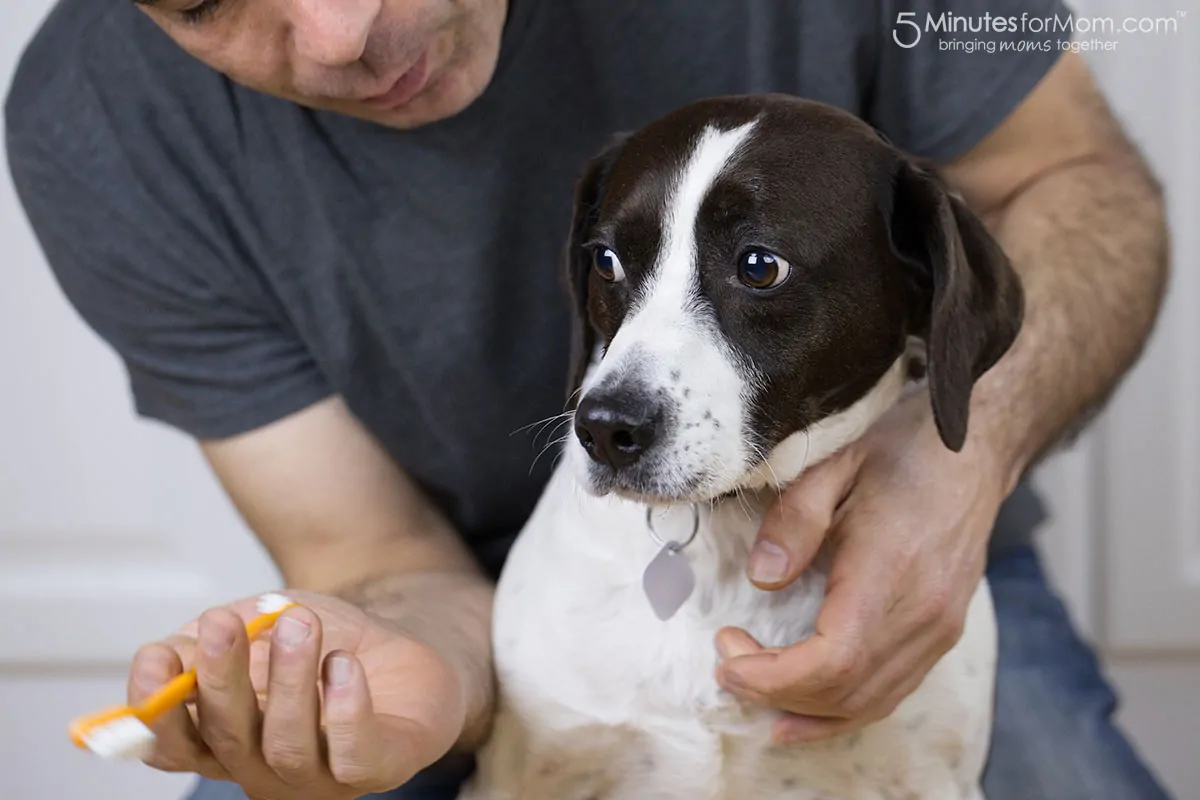 How to clean your dogs teeth