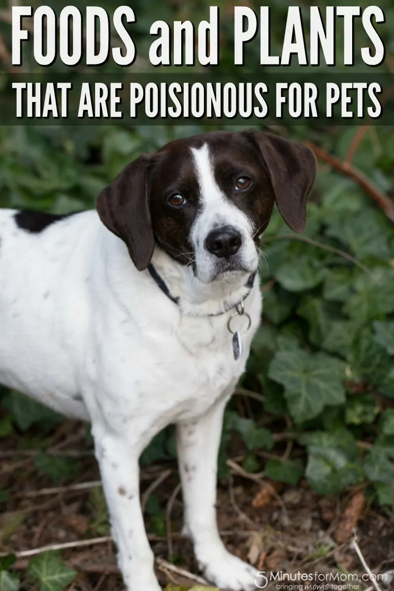 Common Foods and Plants that are Poisonous to Pets