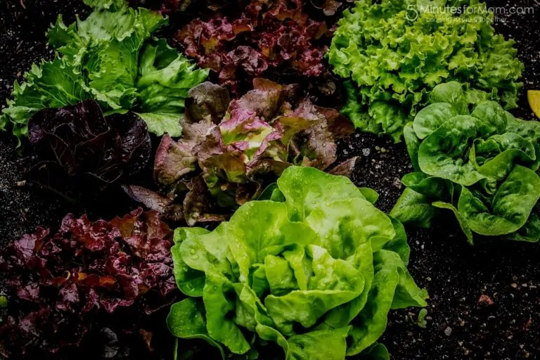 Vegetable Gardening
