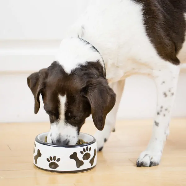 Is Your Pet Bored with their Pet Food?