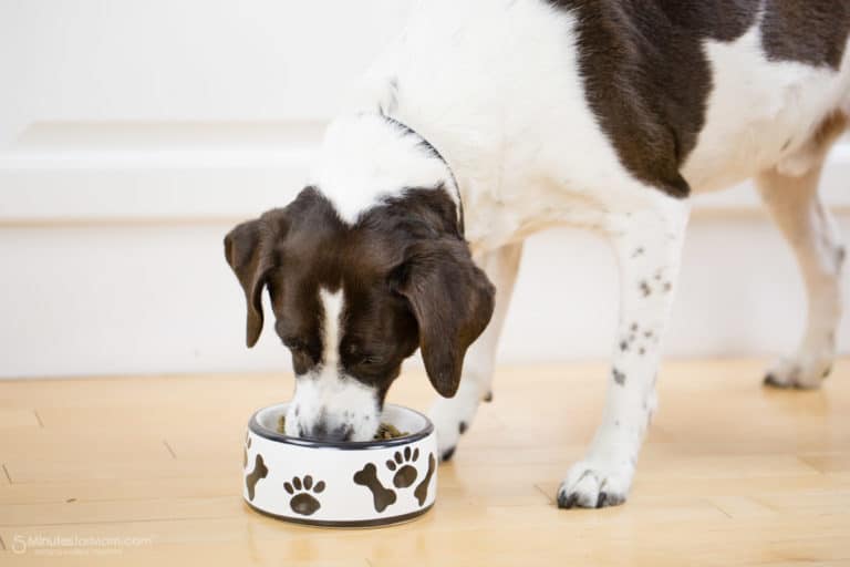 Petcurean Premium Dog Food