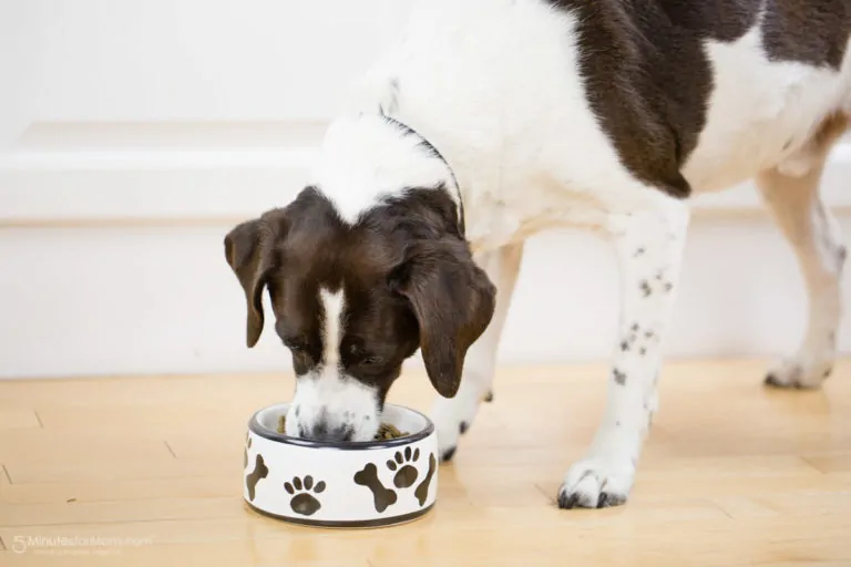 Petcurean Premium Dog Food