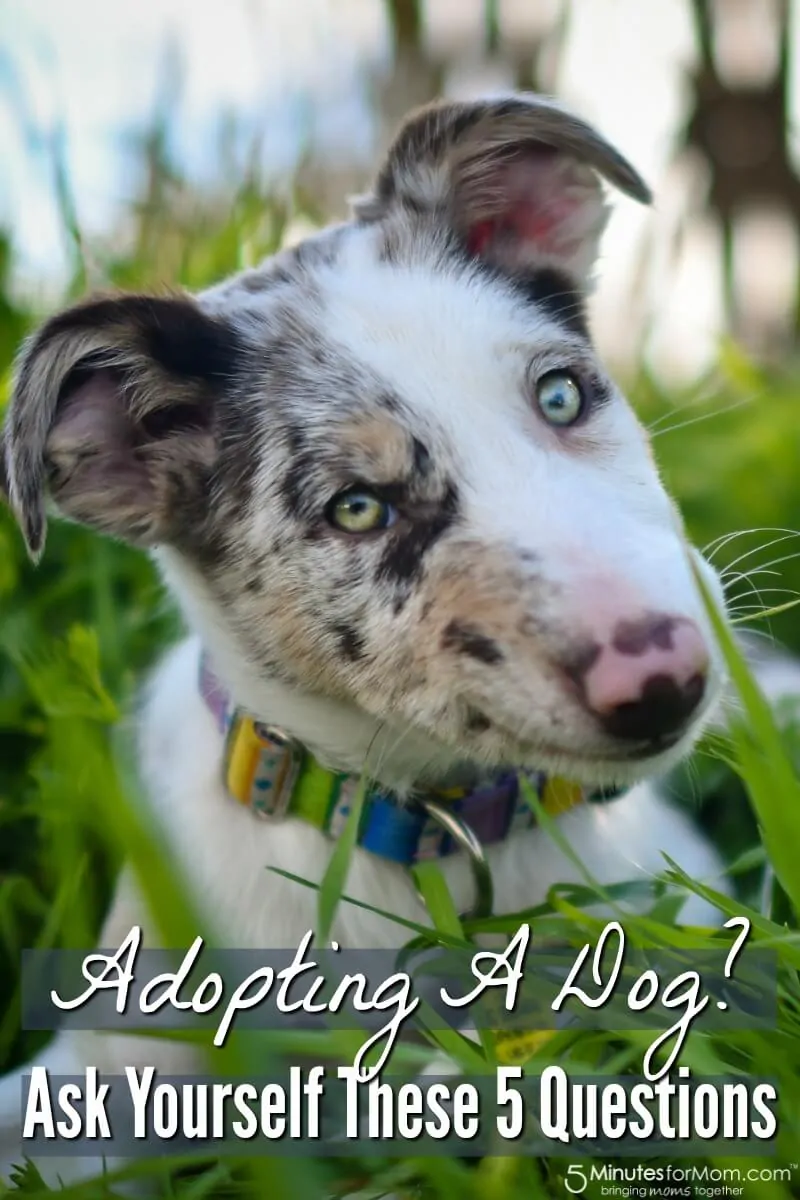 Adopting A Dog Ask Yourself These 5 Questions