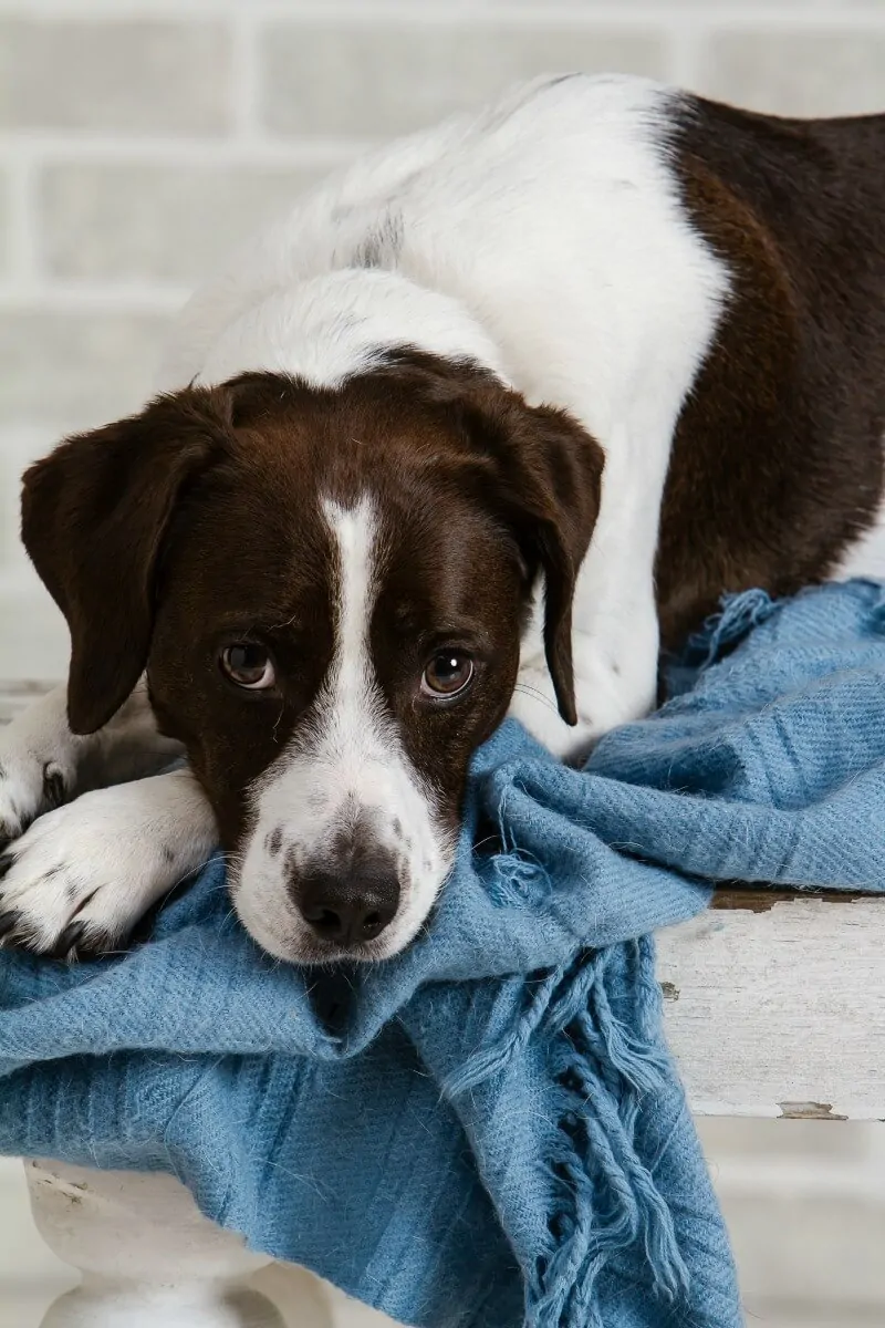 Adopting a shelter dog