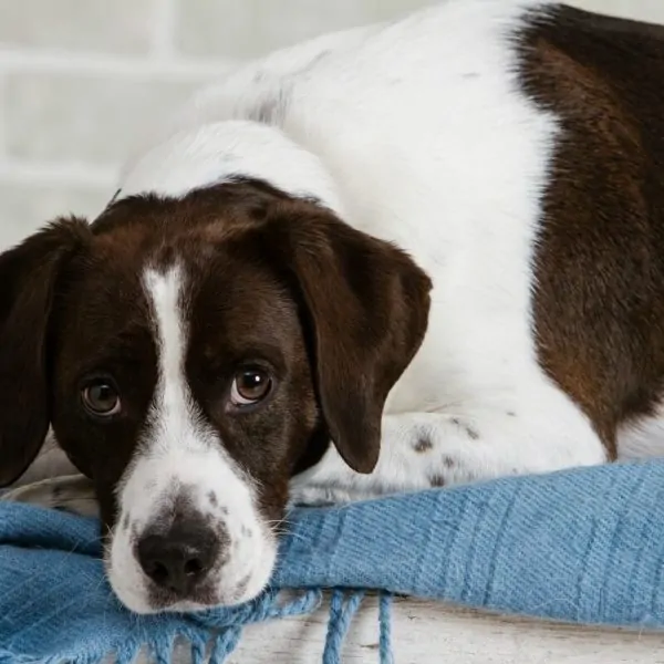 Don’t Believe These Myths About Shelter Dogs