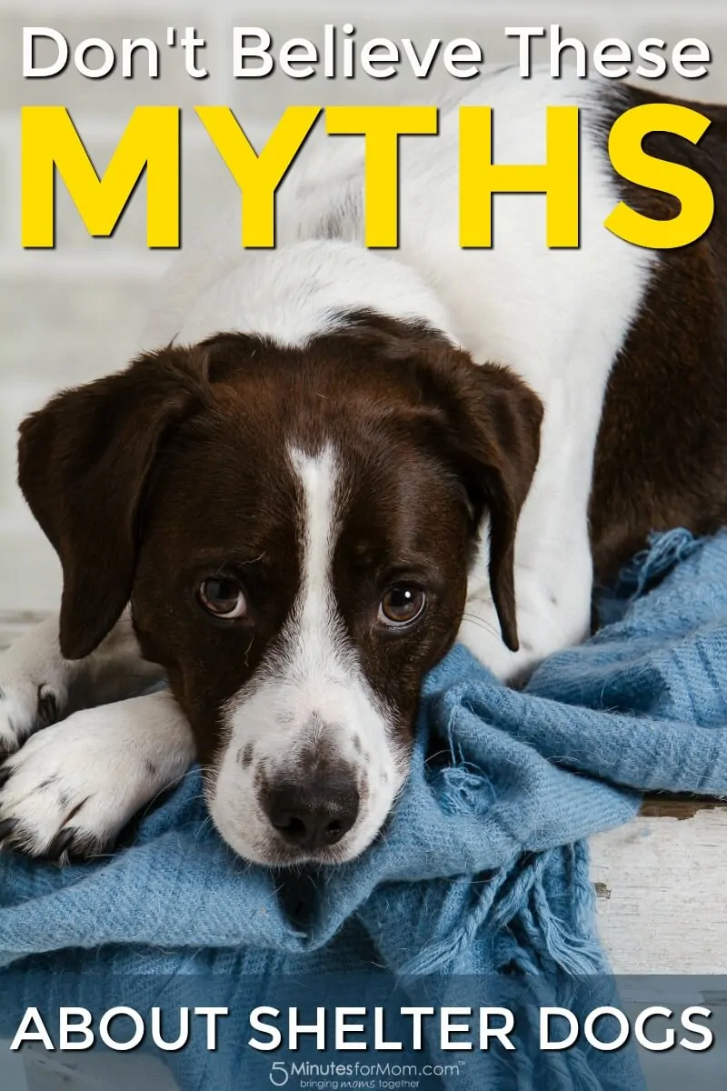 Don't Believe These Myths About Shelter Dogs