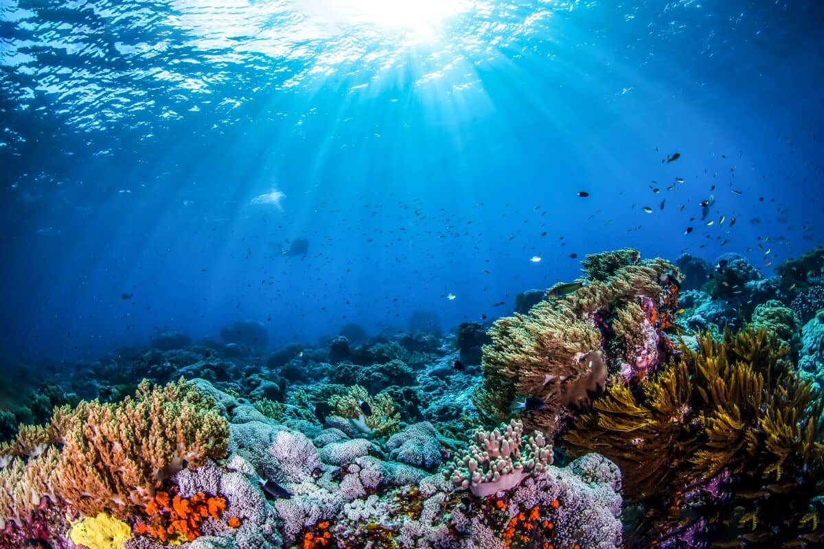 Reef Safe Sunscreen