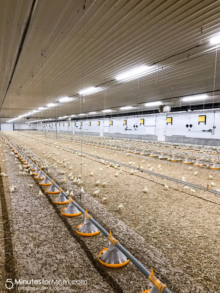 Visiting a Canadian family chicken farm with Chicken Farmers of Canada