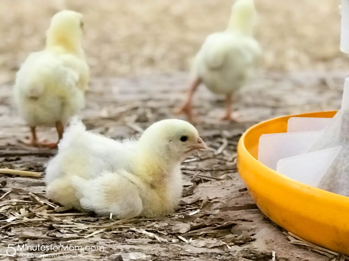 Visiting a farm with Chicken Farmers of Canada