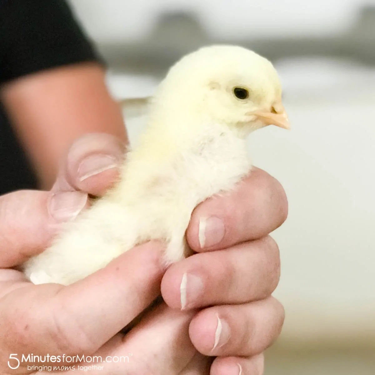 Visiting a Canadian family chicken farm with Chicken Farmers of Canada