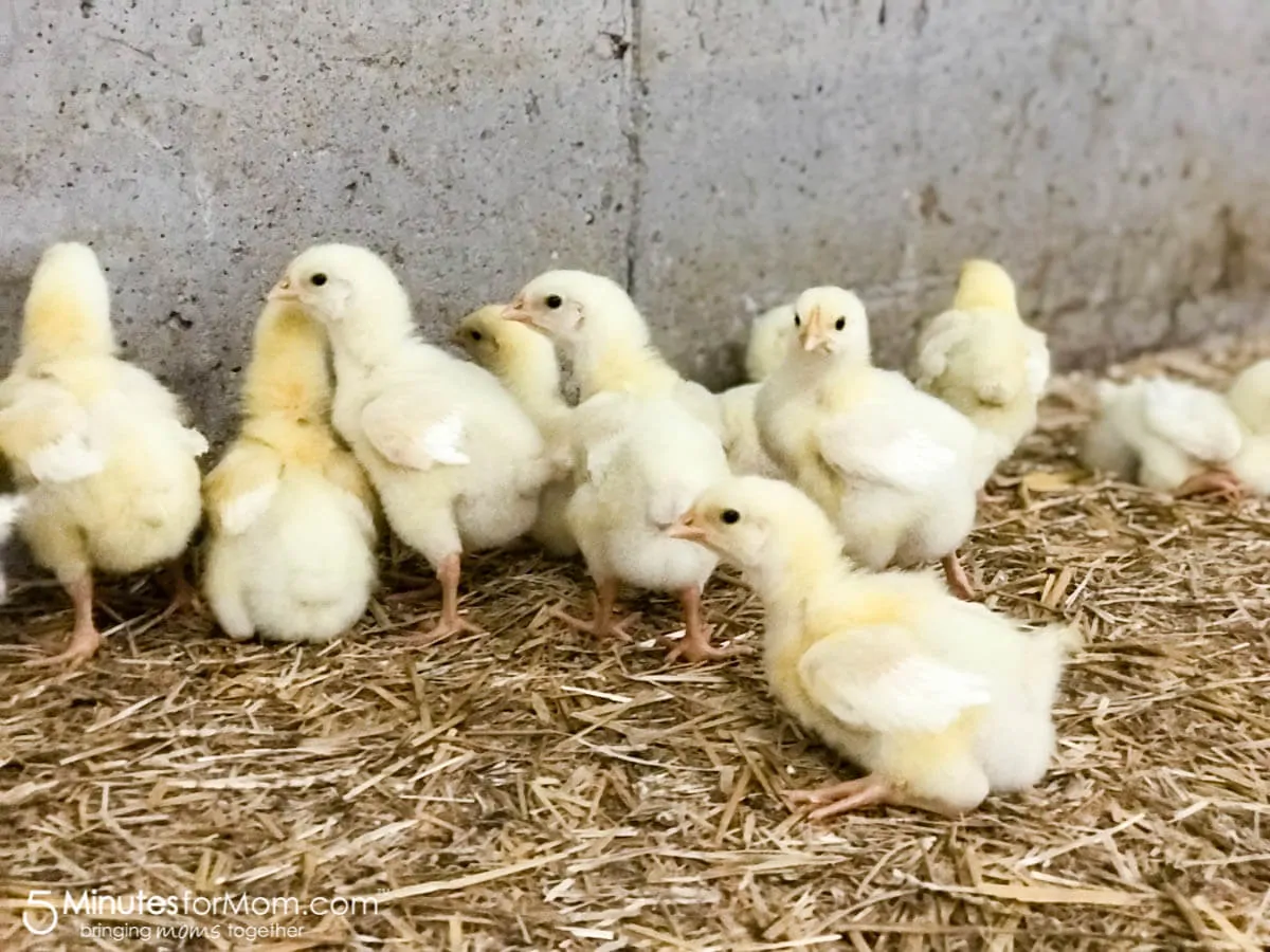 Visiting a Canadian family chicken farm with Chicken Farmers of Canada