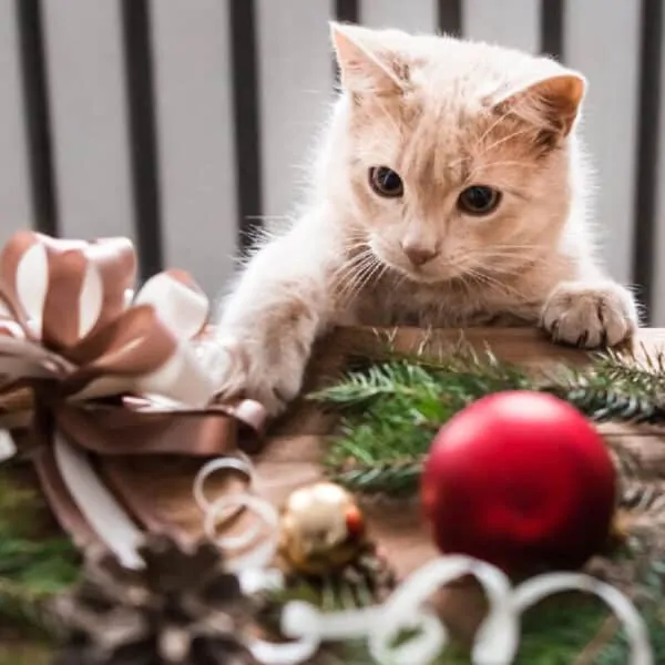 How to Keep Pets Safe During the Holidays