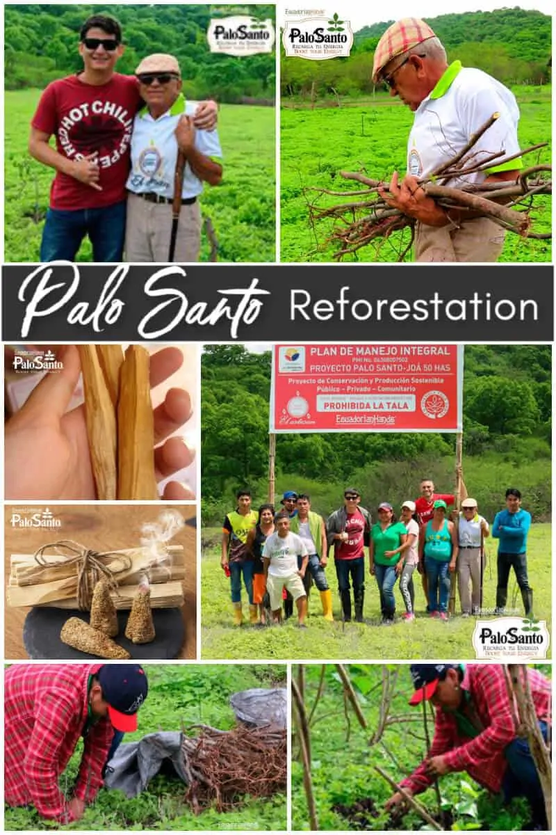 Palo Santo Reforestation in Ecuador