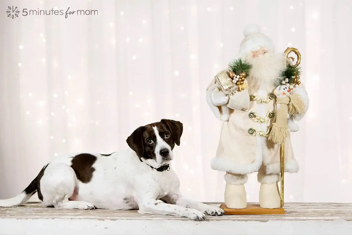 AJ Beagle Mix with Santa Statue