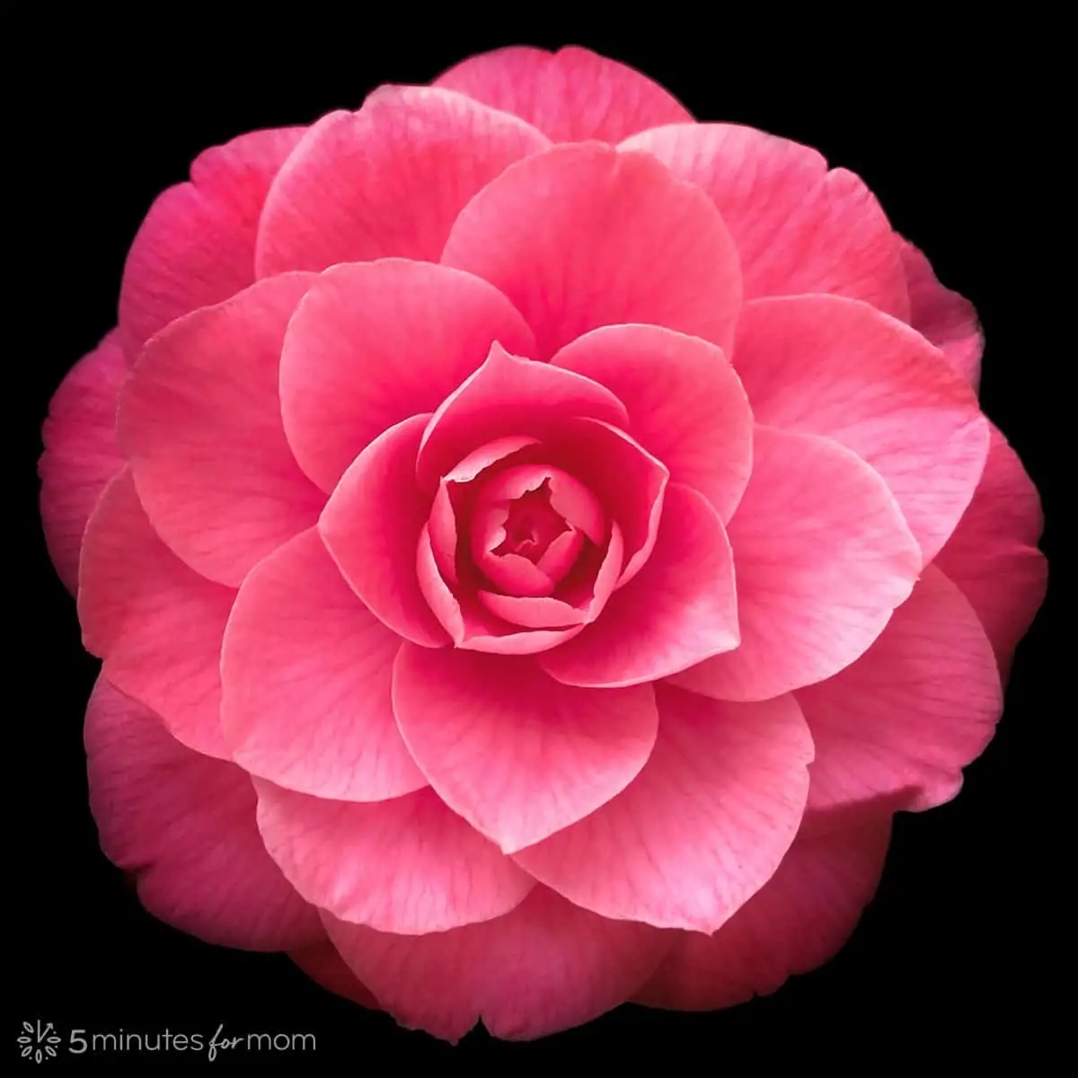 Camellia flower on black background photo editing tutorial