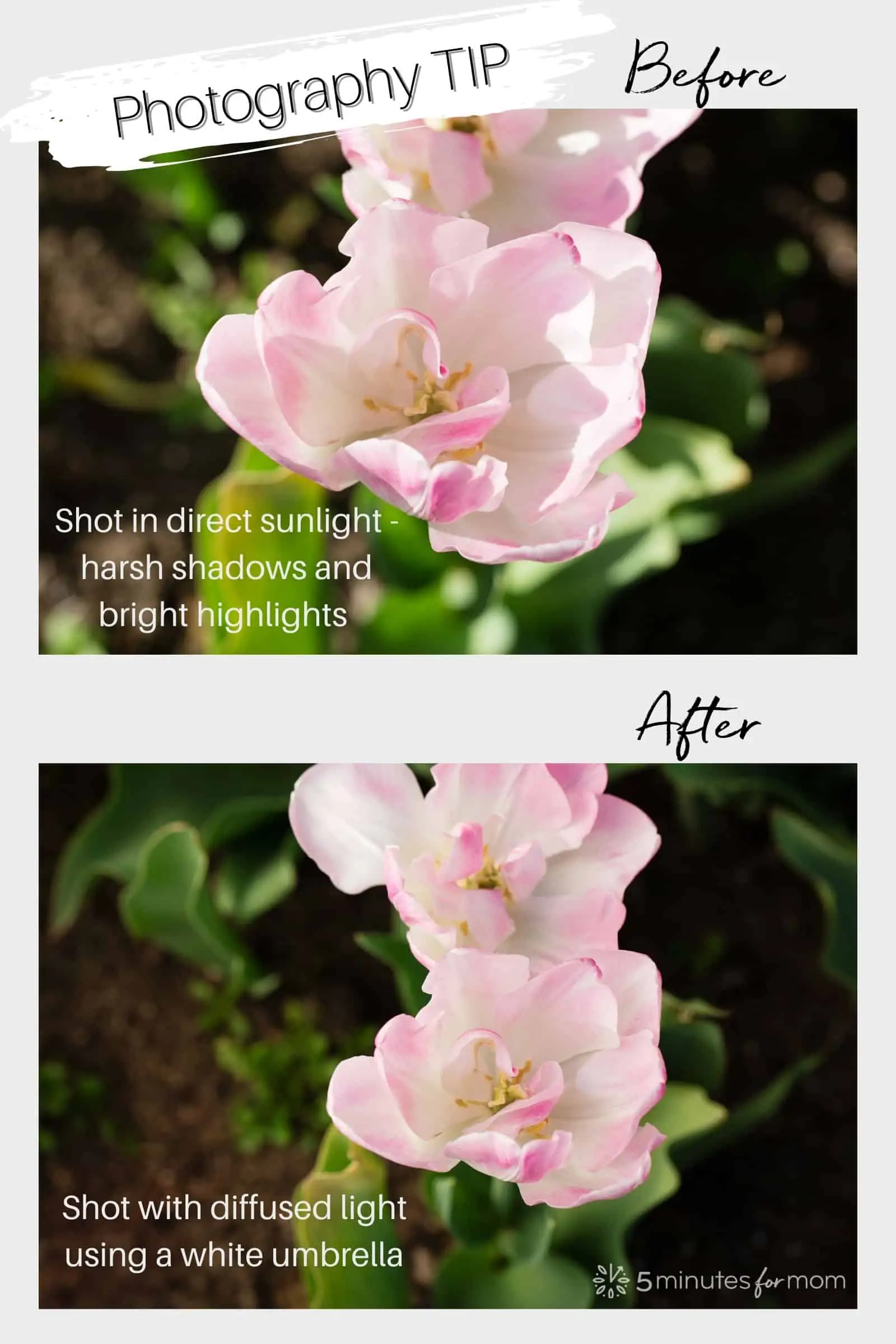 Before and after photo examples of photographing using diffused light through a white umbrella