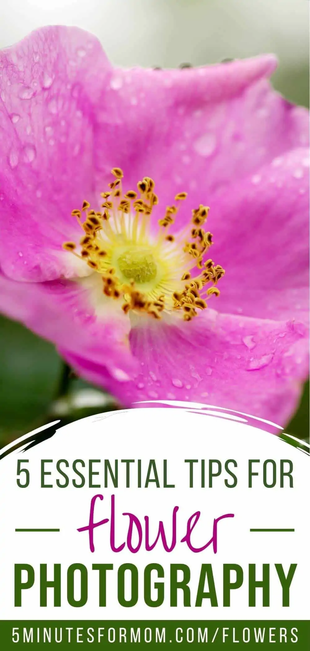 Close up photo of a flower - Text on image says 5 Essential Tips for Flower Photography