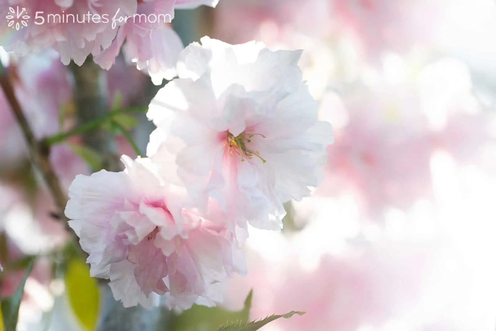 cherry blossoms backlit in sunshine