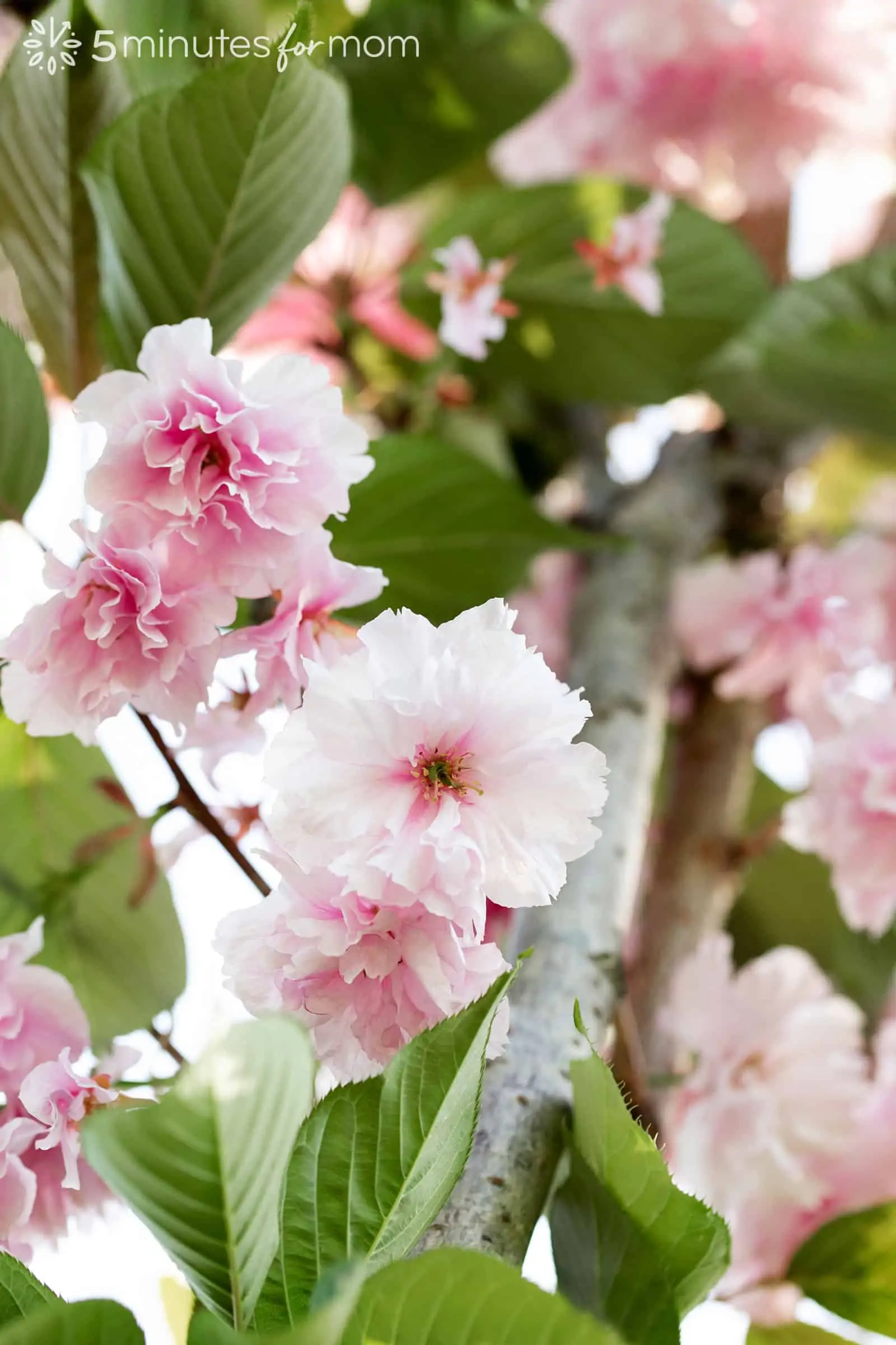 cherry blossoms on tree branch