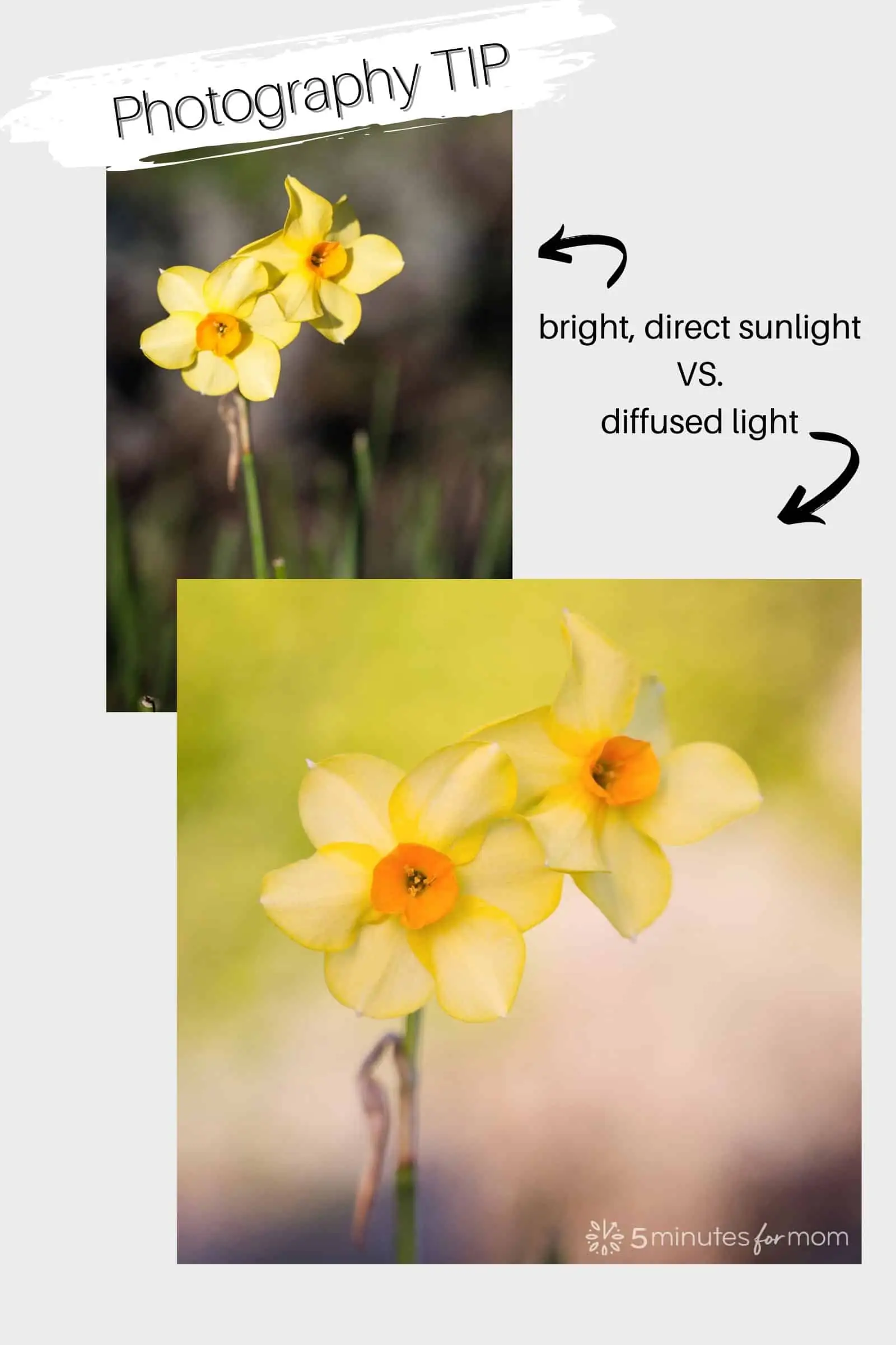 photo of daffodils demonstrating direct sunlight vs diffused light