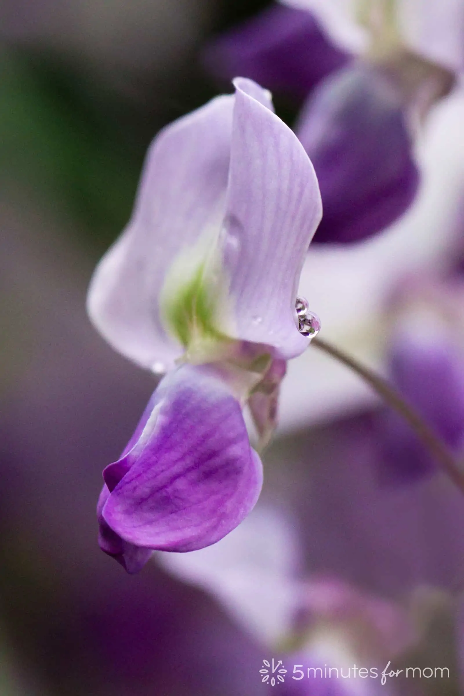 wisteria blossom in how to photograph flowers tutorial