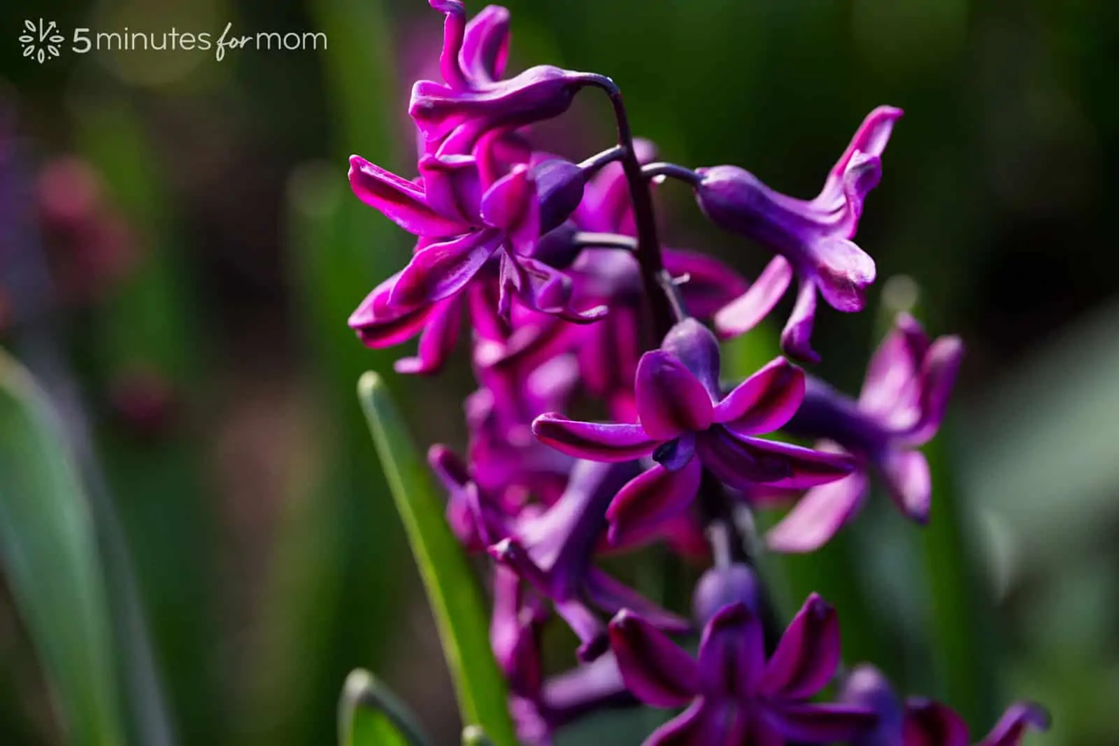 hyacinth in sunlight with light from side