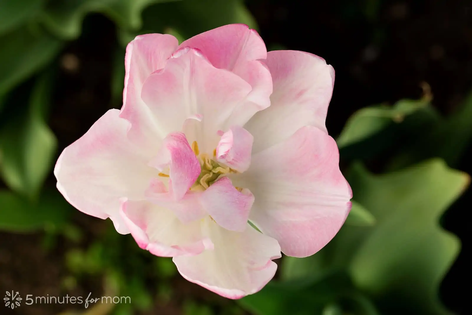 flower photography - white and pink tulip photographed with diffused light