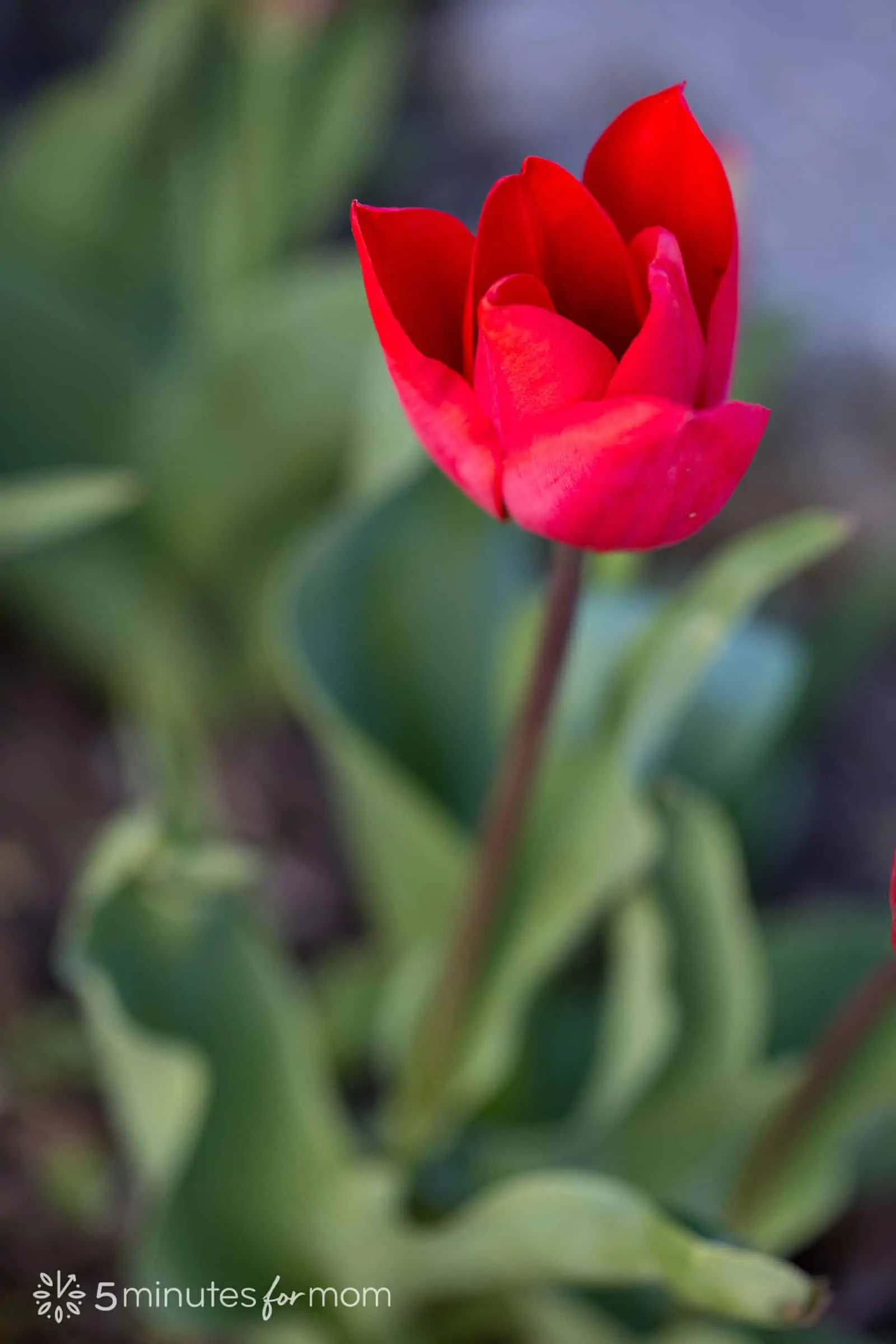 red tulip photographed in the shade