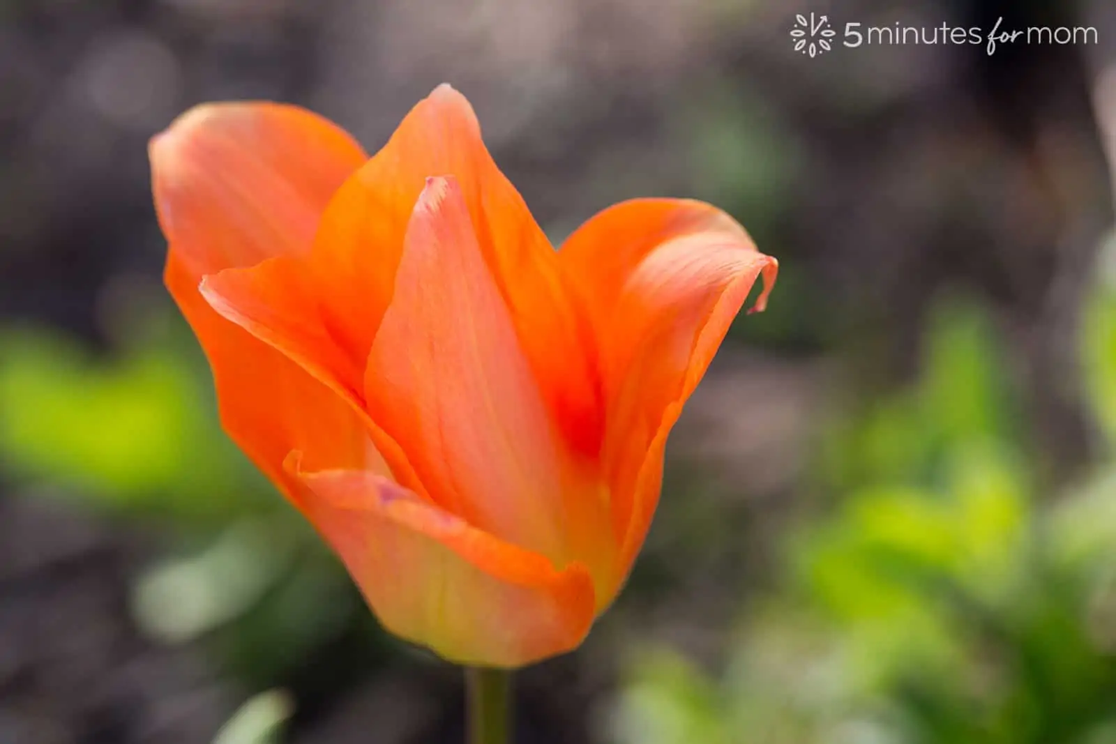 tulip backlit and light coming from side with sun flare