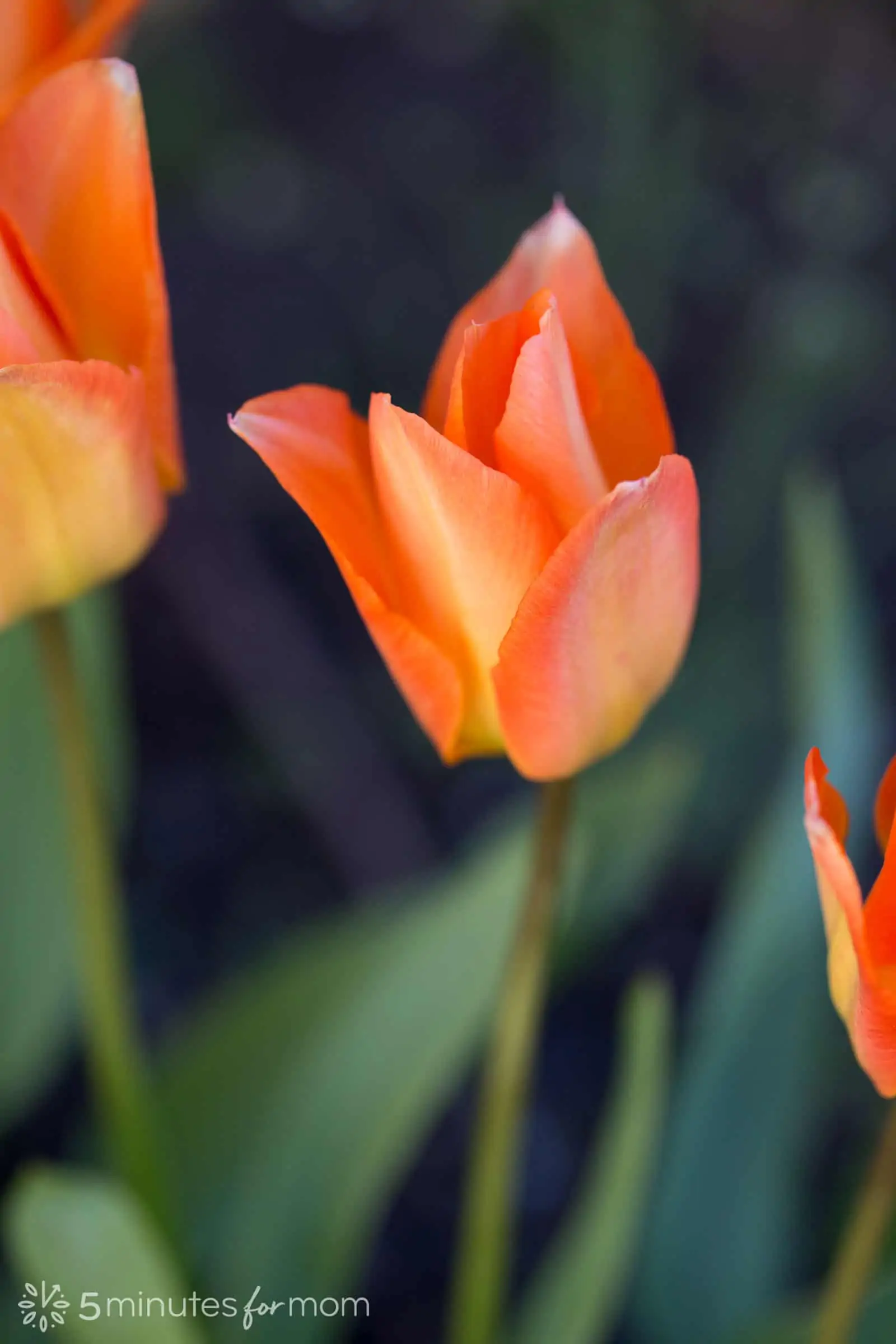 tulip photographed with wide aperture and shallow depth of field