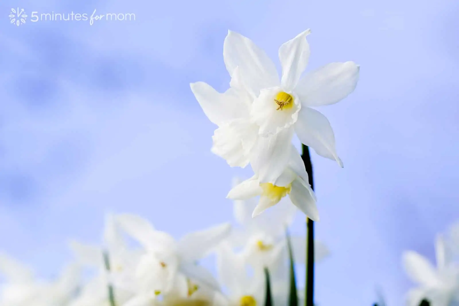 white daffodils against blue sky