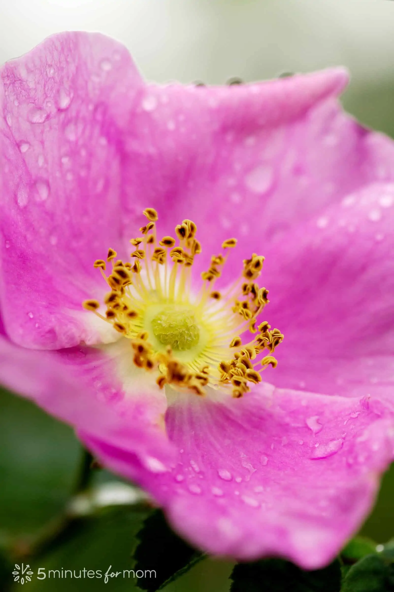 wild rose blossom with raindrops demonstrating flower photography