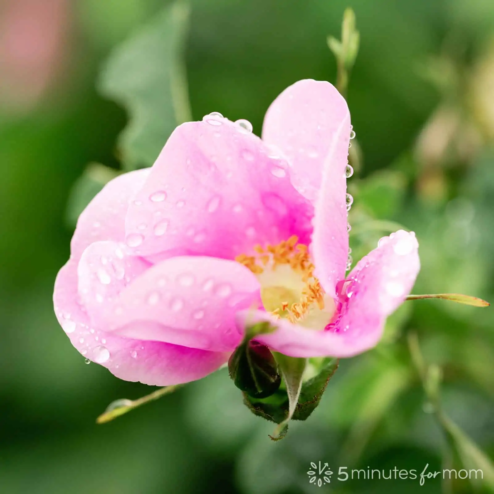 wild rose with raindrops - photography tutorial